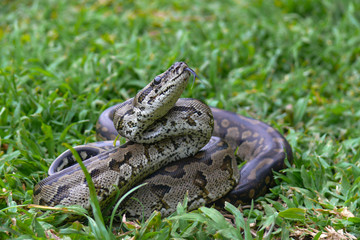 Rock python