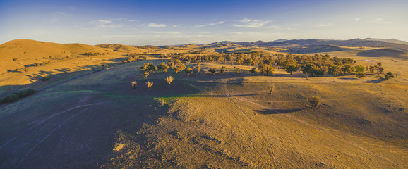 Aerial panorama of scenic yellow hills and trees at sunset with long shadows