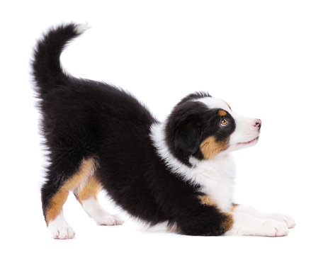 Playful Australian Shepherd purebred puppy, 2 months old looking away. Happy black Tri color Aussie dog, isolated on white background.