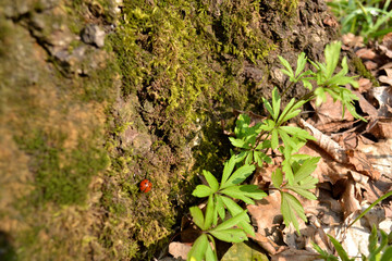 forest moss