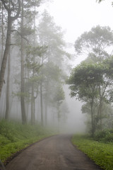 Road through forest with fog