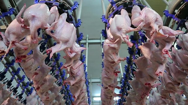 Chicken processing line at poultry farm. Chicken meat production line. Food processing plant. Food industry. Food factory.