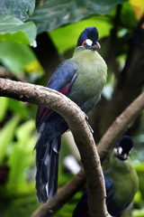 Hardlaup Turaco bird sitting on a tree branch