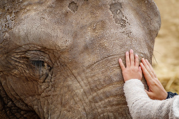 Elephant forehead and eyes with child and mom hands