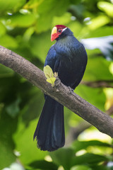 Violet Turaco bird sitting on a tree branch