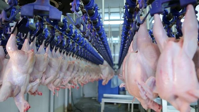 Chicken processing line at poultry farm. Chicken meat production line. Food processing plant. Food industry. Food factory.