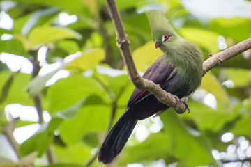 Obraz premium Sitting on a tree branch Livingstone's turaco bird