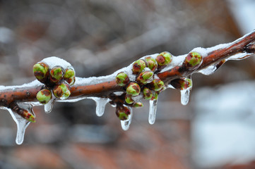 Ice on branch with spring buds. Damage to the orchard. Weather condition, frost and agriculture...