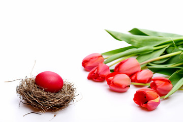 Tulips in pink or red colors isolated on white background.