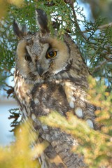 Long Eared Owl on fir tree