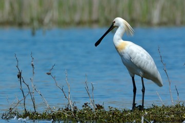 Eurasian Spoonbill (Platalea leucorodia)