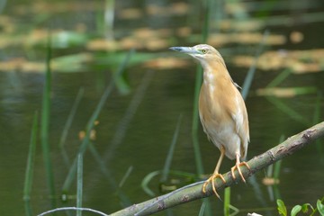 Squacco Heron (Ardeola ralloides)