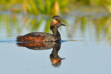 Black-necked grebe (Podiceps nigricollis)