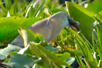 Squacco Heron (Ardeola ralloides)