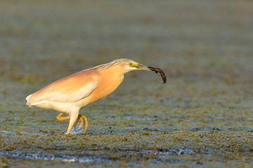 Squacco Heron (Ardeola ralloides)