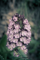 Wild orchids. Fragile nature. Selective soft focus. Toned image.