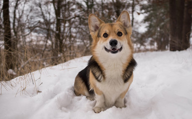 Dog Welsh Corgi Pembroke on a walk in a beautiful winter forest.