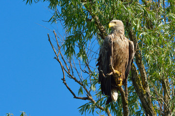 White Tailed Eagle (Haliaeetus albicilla)