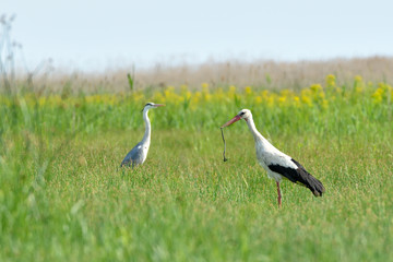 White Stork With a Snake in Beak