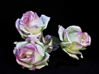 Delicate spring pink roses isolated on a black background. Artificial silk flowers