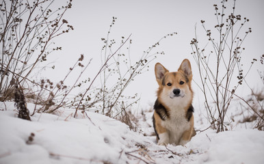 Dog Welsh Corgi Pembroke on a walk in a beautiful winter forest.