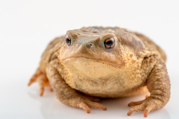 Frog isolated on white background with space for text