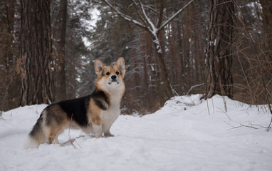 Dog Welsh Corgi Pembroke on a walk in a beautiful winter forest.