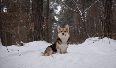 Dog Welsh Corgi Pembroke on a walk in a beautiful winter forest.