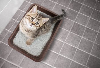 Naklejka premium Kot widok z góry siedzi w kuwecie z piaskiem na podłodze w łazience