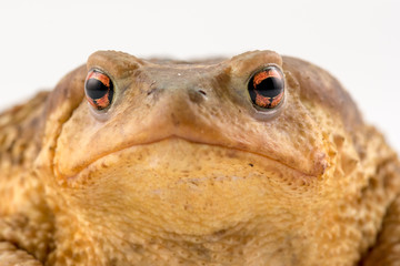Frog isolated on white background with space for text