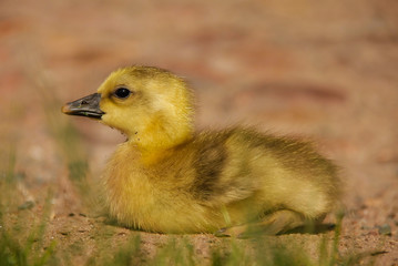 Little yellow fluffy wild goose chick 