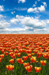 image of tulip field closeup
