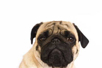 The pug dog sits and looks directly into the camera. Sad big eyes.