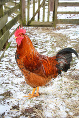 Hahn und Hühner in artgerechter Haltung 