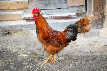 Hahn und Hühner in artgerechter Haltung 