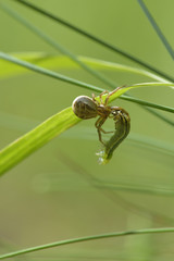 Braune Krabbenspinne mit Beute