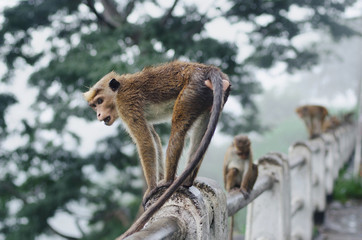 Monkey sitting and resting on the stone