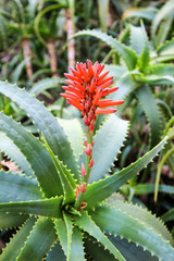 Aloe Vera mit Blüte