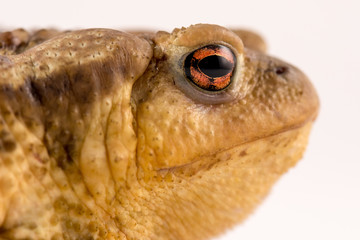 Frog isolated on white background with space for text