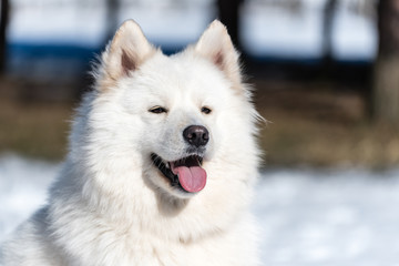 A Samoyed dog sits on the ice in the park