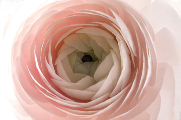 ranunculus flower close up