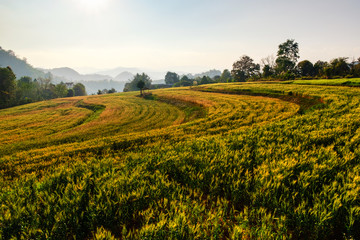 Fototapeta na wymiar Landscape of rice fields,sunset and sunrise at barley farm
