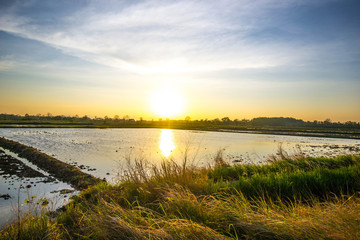 sunset over rice field