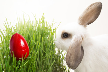 Easter bunny eats grass. Red easter egg on grass.