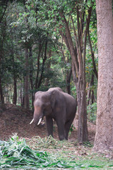 Fototapeta premium elephant eating corn tree