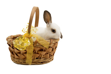 Easter bunny in basket with yellow bow isolated on white background