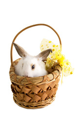 Easter bunny in basket with yellow bow.