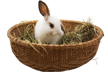 Small bunny in wicker basket with hay isolated on white.