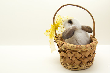 Easter bunny in basket on gray background with copy space. 