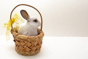 Easter bunny in basket. Gray background with copy space.